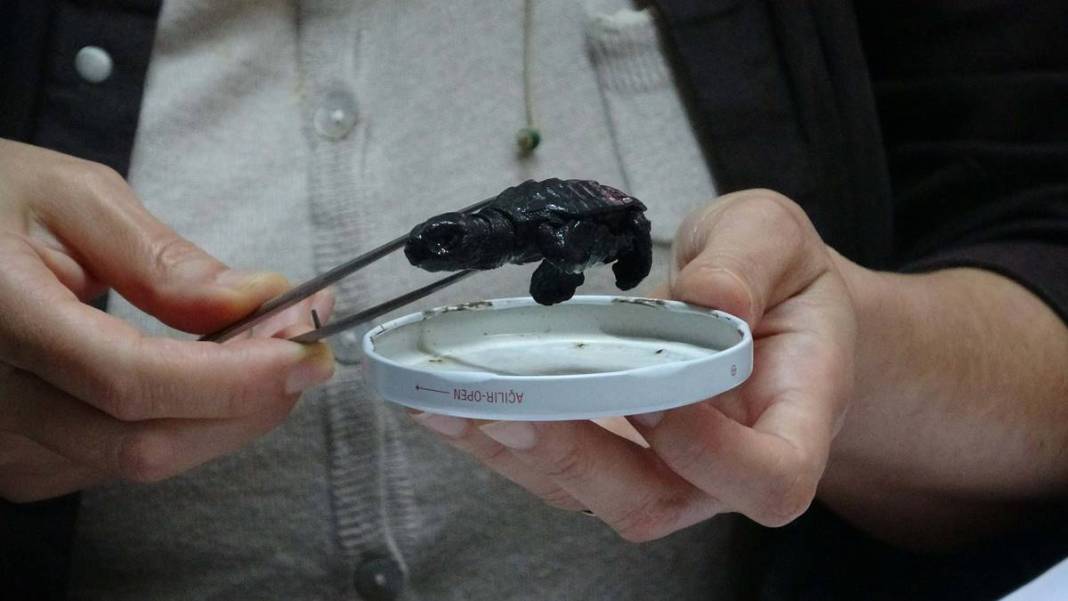 İhbar üzerine deniz kıyısına gittiler: Karşılaştıkları manzara şoke etti! Uzmanlar, o ilçede 9 gün boyunca araştırma yaptı 15